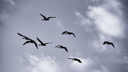 flock of geese flying in black and white