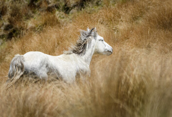 A white Kaimanawa horse running among the tussocks. New Zealand.