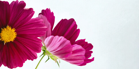 Vibrant pink cosmos flowers with yellow centers on white background
