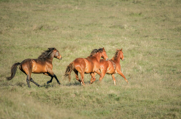 Kaimanawa horses running across green grassland. Kaimanawa Range. New Zealand.