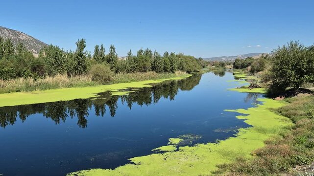 beautiful scenery of a river covered partly with lemna minor (duckweed)