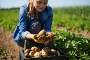 A female farmer kneels in a field, holding freshly harvested potatoes in her gloved hands, with a crate full of potatoes beside her