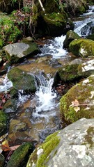 Forest stream flowing through rocks and moss showing natural tranquility and purity