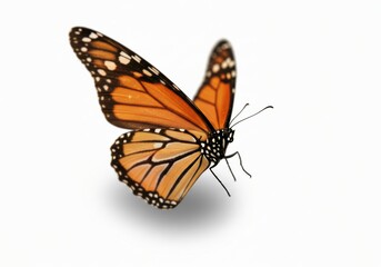 Fototapeta premium Butterfly Isolated on White Background