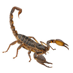 Menacing scorpion ready to strike, showcasing intricate details and textures for nature documentaries, educational materials, and captivating wildlife photography
