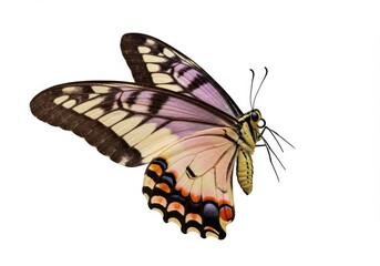 Obraz premium Butterfly Isolated on White Background