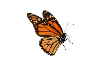 Obraz premium Butterfly Isolated on White Background