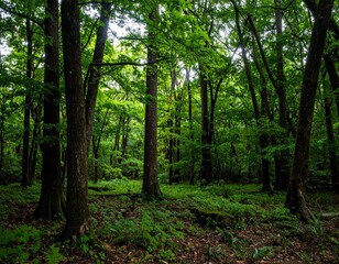Fototapeta premium Forest with dense canopy blocking most light, creating a dark green interior with minimal ground vegetation