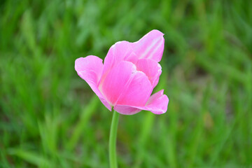 Obraz premium a close up Vibrant Pink Tulip Blooming in a Green Field