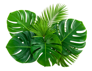 Vibrant arrangement of tropical leaves, showcasing deep green hues and various shapes