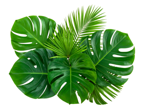 Vibrant arrangement of tropical leaves, showcasing deep green hues and various shapes