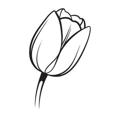 Elegant black and white outline drawing of a tulip flower bud ideal for spring themed designs floral invitations gardening magazines botanical illustrations greeting cards