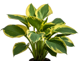 A vibrant plant with large green leaves edged in yellow, on a black background