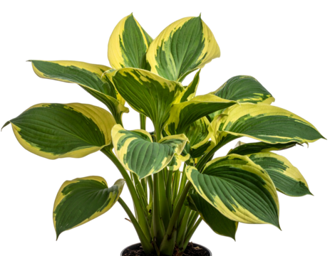 A vibrant plant with large green leaves edged in yellow, on a black background