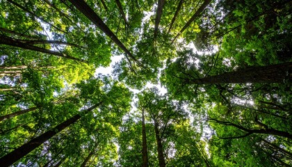 Obraz premium Forest with vertical view upward through layered branches showing gaps of sky in a mixed-species woodland