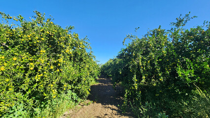 An orchard of satsuma mandarin or Japanese mandarin (Citrus unshiu), an early semi-seedless and...