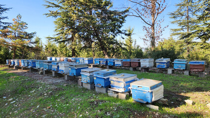 In the Mediterranean region, beehives in a pine forest clearing on a high plateau in October are...