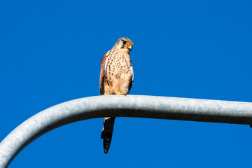bird of prey
