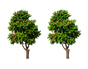 Two evergreen trees with green foliage and red berries, isolated against a black background