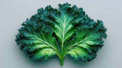 Fresh Curly Kale Leaf Close-Up on Pale Background