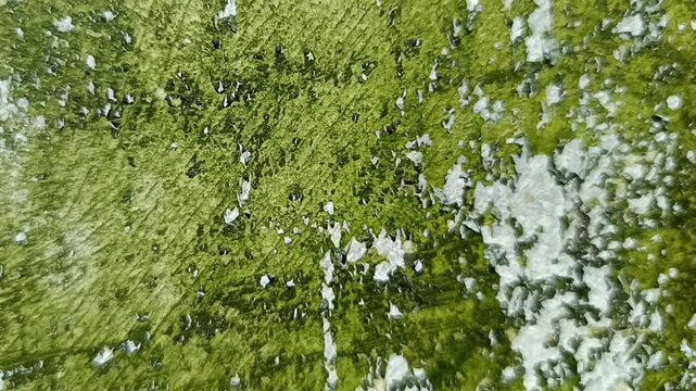 Lumut hijau yang tumbuh di dinding dari jarak dekat 