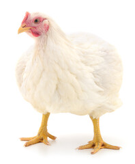 White broiler chicken isolated on white background
