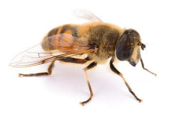 Drone fly close-up isolated on white background