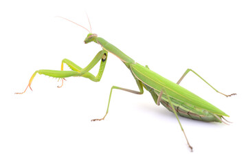 Green praying mantis isolated on white background