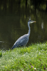 A grey heron standing by the water’s edge on green grass, captured in natural daylight