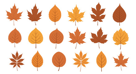 Fototapeta premium A collection of various autumn leaves in warm earth tones displaying their distinct shapes and textures.