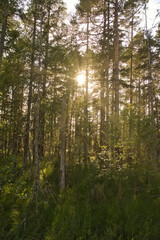 Sunlight in a dense forest with ferns and moss-covered forest floor