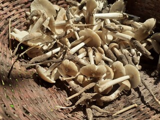 Collecting wild mushrooms in nature