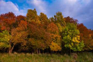 Fototapeta premium COULEURS D'AUTOMNE