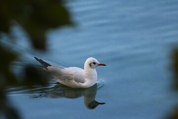 Vogel am See