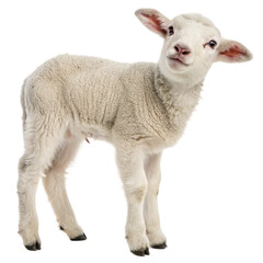 Obraz premium Majestic sheep standing serenely, bathed in golden light, captures the essence of rural tranquility and natural beauty, perfect for farm imagery. 