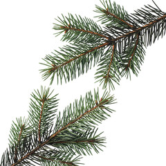 Evergreen Branches: A close-up showcases the intricate beauty of evergreen branches, their vibrant needles adding a touch of nature's elegance. 