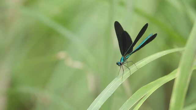 Damselfy on Stalk Spreading Wings 2