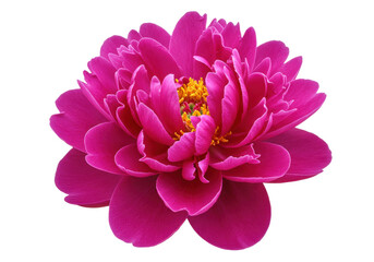 Vibrant magenta peony flower isolated PNG, detailed petals and yellow stamen on transparent background, floral design element