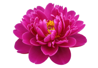 Vibrant magenta peony flower isolated PNG, detailed petals and yellow stamen on transparent background, floral design element