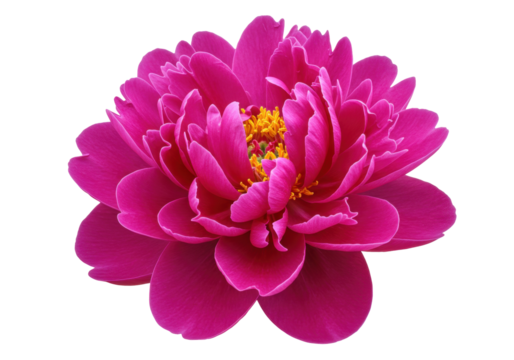 Vibrant magenta peony flower isolated PNG, detailed petals and yellow stamen on transparent background, floral design element