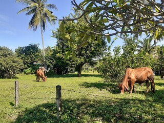Naklejka premium Cows are grazing on a small grassy field in the countryside.