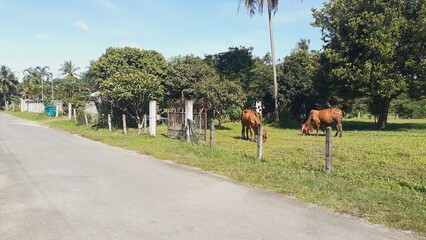Cows are grazing on a small grassy field in the countryside.