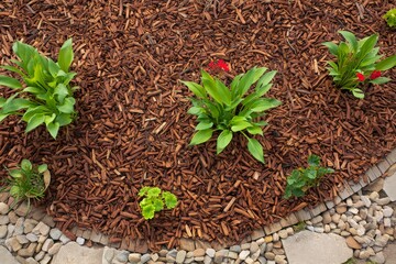 Vibrant Green Plants Nestled Among Rich Brown Mulch for a Lush and Inviting Landscape Design