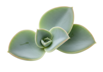 Pastel green succulent plant PNG isolated on transparent background, echeveria elegans for botanical design and decoration