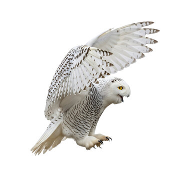 Snowy owl with wings spread prepares to land with piercing yellow eyes