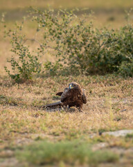 Migratory Booted eagle or Hieraaetus pennatus bird with Spiny tailed lizard kill in claws in an open field or grassland during winter season migration tal chappar blackbuck sanctuary rajasthan India