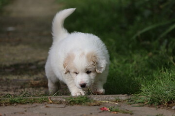 Small white puppy standing in green meadow
