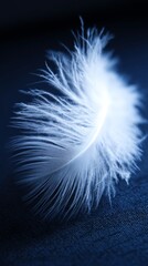 Obraz premium directional. A single white feather gently descending against a dark, textured background. wildlife magazines, conservation campaigns, designed for eco-tourism storytelling, used by project managers. 