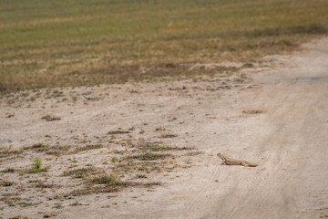 Spiny tailed lizard or Uromastyx out in open near forest trail in winter season sunlight in safari at tal chhapar blackbuck sanctuary rajasthan india