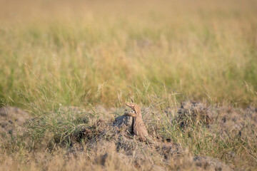 monitor lizard or bengal monitor or common indian monitor or varanus bengalensis climbing on mud mound in natural green grassland in winter season keoladeo national park bharatpur rajasthan india